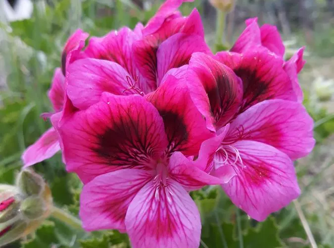 Penelope's Casa de hóspedes 3*