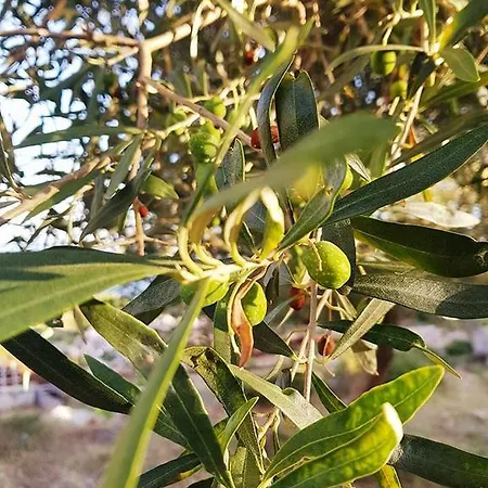 Penelope's Πανσιόν Dhërmi