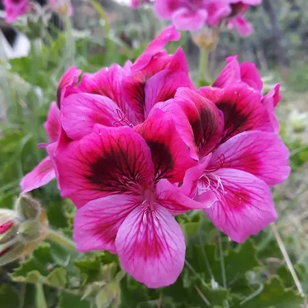 Penelope's Πανσιόν 3*