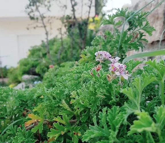 Penelope's Penzion 3*