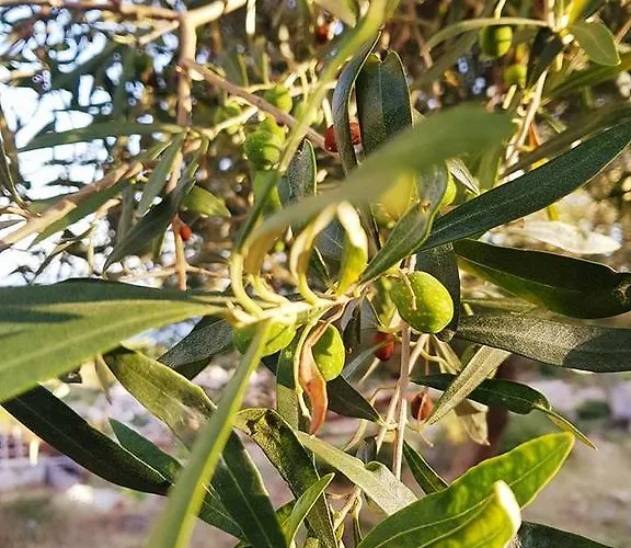 Penelope's Penzion Dhërmi